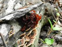 Tremella foliacea image