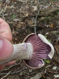 Laccaria ochropurpurea image