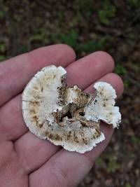 Trametes versicolor image