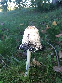 Coprinus comatus image