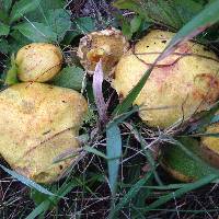 Suillus americanus image