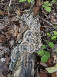 Trametes versicolor image