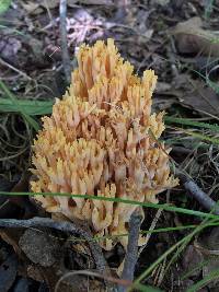 Artomyces pyxidatus image