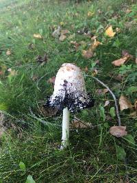 Coprinus comatus image