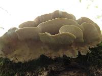 Trametes versicolor image