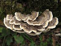 Trametes versicolor image
