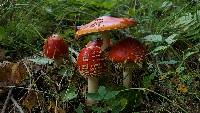 Amanita muscaria image