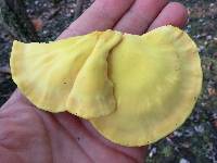 Laetiporus sulphureus image