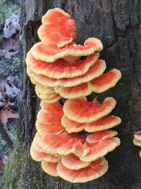 Laetiporus sulphureus image