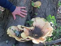 Polyporus squamosus image