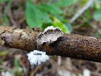 Schizophyllum commune image