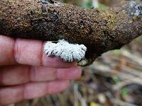 Schizophyllum commune image