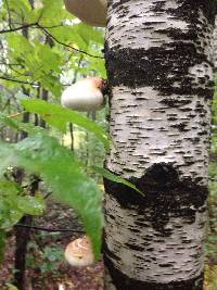 Piptoporus betulinus image