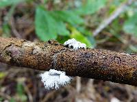 Schizophyllum commune image