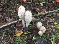 Coprinus comatus image