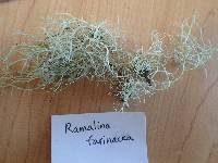 Ramalina farinacea image