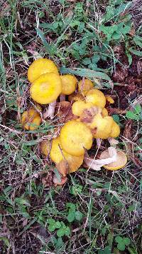 Armillaria mellea image