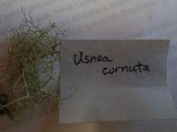 Usnea cornuta image