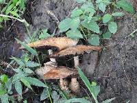 Image of Psathyrella sarcocephala