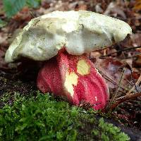 Image of Boletus satanas