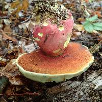 Boletus satanas image