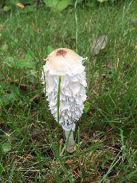 Coprinus comatus image