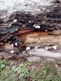 Schizophyllum commune image