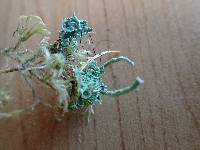 Cladonia transcendens image