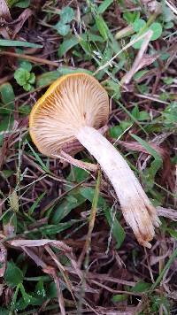 Armillaria mellea image