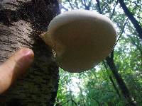 Fomitopsis betulina image