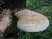 Piptoporus betulinus image