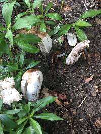 Coprinus comatus image