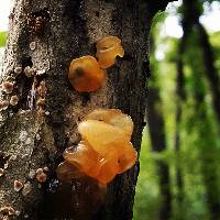 Tremella mesenterica image