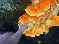 Laetiporus sulphureus image