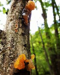 Tremella mesenterica image