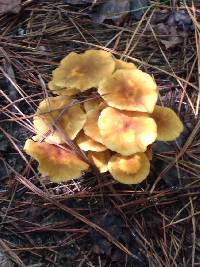 Armillaria tabescens image