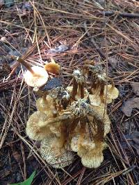 Armillaria tabescens image