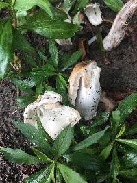 Coprinus comatus image