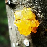 Tremella mesenterica image