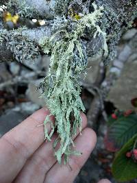 Ramalina subleptocarpha image