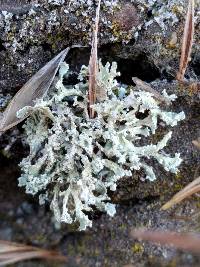 Ramalina pollinaria image