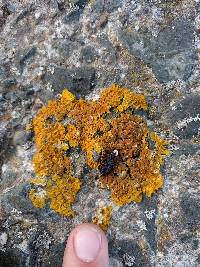 Xanthoria parietina var. parietina image