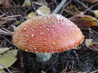 Amanita muscaria image