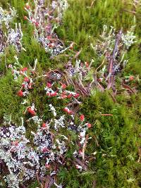 Cladonia cristatella image