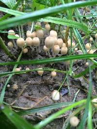 Coprinellus disseminatus image