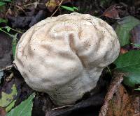 Calvatia craniiformis image