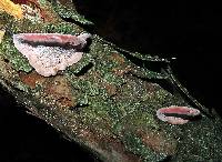 Fomitopsis cajanderi image