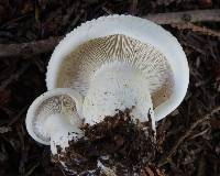 Leucopaxillus albissimus image