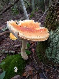 Amanita muscaria var. guessowii image