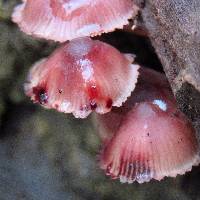 Mycena haematopus image